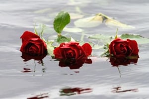 funeral roses